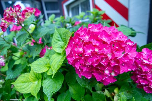 Die Gastgeberin liebt Blumen